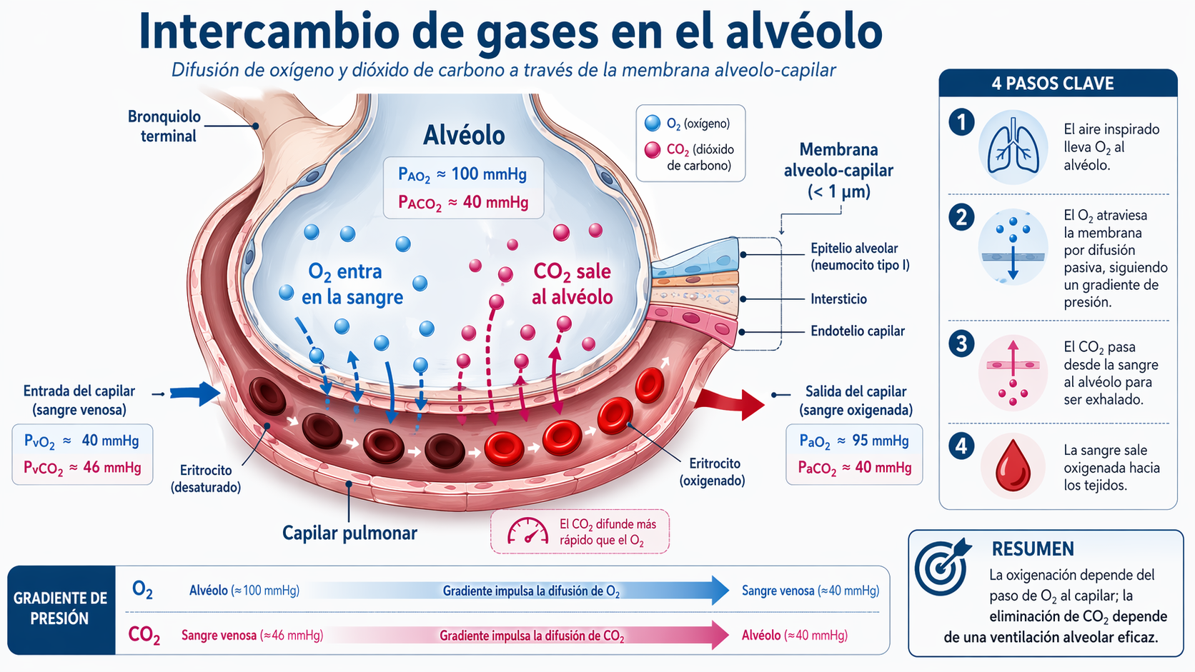 Intercambio de gases en el alvéolo